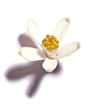 Orange Blossom